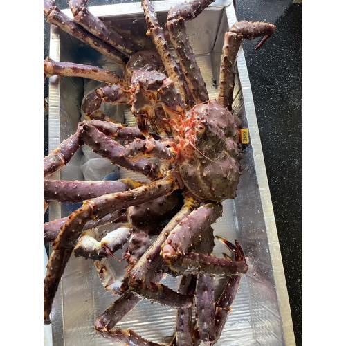 帝王蟹/KG （需要提前预定）