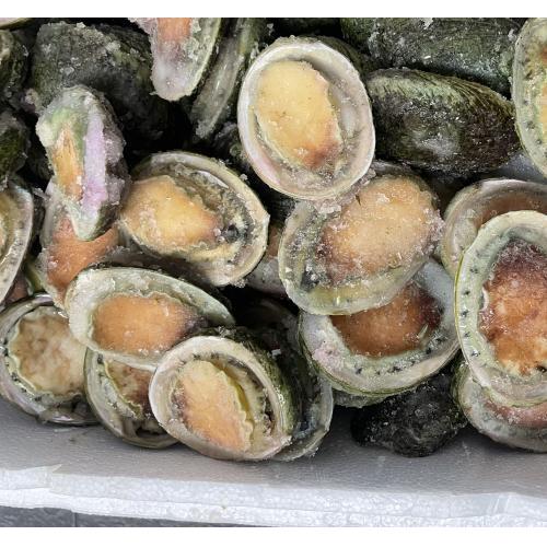 小鲍鱼/个