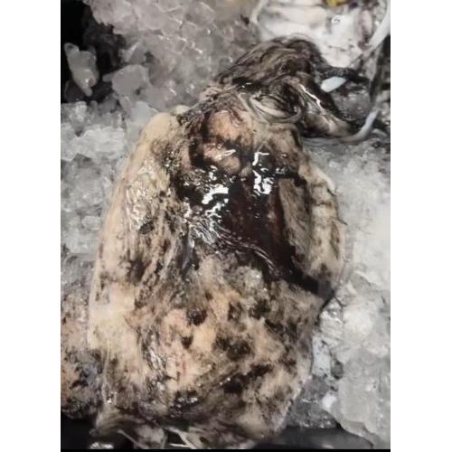 新鲜墨鱼/kg
