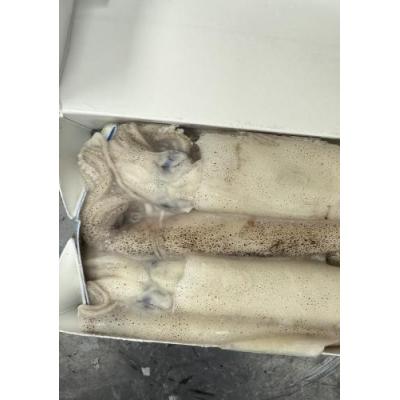 冷冻小鱿鱼454g