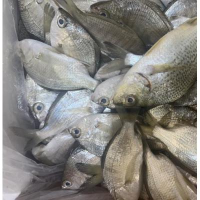 小银鱼/kg